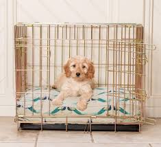 Crating is mostly to protect the dog and the household furnishings through the potty training and teething stages of puppyhood and adolescence. How Old Should You Start Crate Training A Puppy L L Journal Lords Labradors