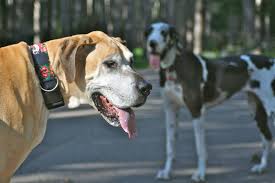 In the past, the veterinarian has always prescribed sulfamethoxazole trimetho … The Tripawd Times Of Nova The Great Dane The Inspiring Story Of An Osteosarcoma Survivor