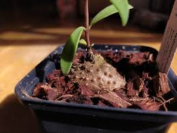 Image result for Cyphostemma obovato-oblongum