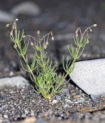 Image result for Spergula