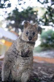 Quokka Eating Leaves On Rottnest Island Western Australia Australia One Laughing Animals Quokka Funny Animal Facts