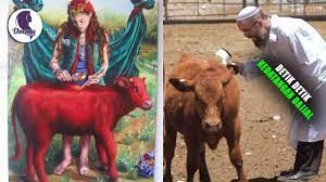 Dua bulan yang lalu, muncul kabar bahwa anak lembu betina merah telah lahir di israel. Lahirnya Sapi Merah Langka Yahudi Siap Siap Menyambut Dajjal Youtube