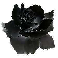 Ramos de rosas png, rosa violeta hd :: Rosa Negra Png 4 Png Image