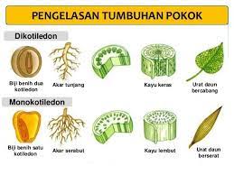 Rajah di bawah menunjukkan keratin rentas vena, kapilari dan arteri underline the correct answers below to compare and contrast the structure of arteries, veins and capillaries. Reka Bentuk Dan Teknologi Rbt Pengelasan Tumbuhan