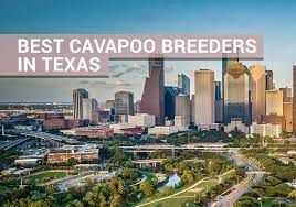 Maybe you would like to learn more about one of these? Top 4 Best Cavapoo Breeders In Texas Our Cavapoo