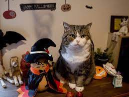 ハロウィンです 私信 まるです まる 猫 猫 にゃん