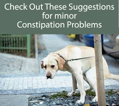 Pin On Dog Health Cleaning Ears