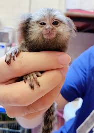 Pygmy marmoset is a type of primate that is best known as the smallest monkey in the world. Baby Mamosete Monkeys For Sale Home Facebook