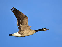 The crow flew over the river with a lump of raw liver. Canada Goose Wikipedia