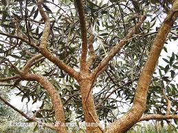 Image result for Olea europaea
