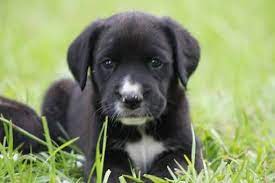 Breeders of merit are denoted by level in ascending order of: Boxer Golden Retriever Mix Puppy For Sale In Waynesboro Ga Adn 30243 On Puppyfinder Com Gender Male Age Golden Retriever Mix Puppies Mixed Puppies Puppies