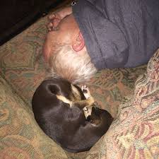 Gary And Roxy Sleeping Dogs Animals Sleep