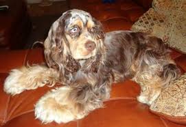 Tell us the gender, colour, and bloodline of your ideal english cocker spaniel puppy, the planned timing of your purchase, and where you would like live the amazing life of a dog owner and opt for one of our english cocker spaniel puppies for sale. Mary S Cocker Haven Breeder Of American Cocker Spaniel Puppies