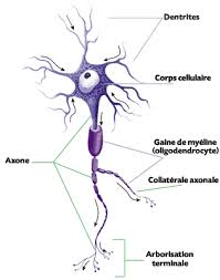 La Trisomie 21 De La Prise En Charge De La Maladie Vers Un Traitement De La Deficience Intellectuelle
