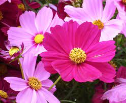 We did not find results for: 8 Flowers That Attract Monarch Butterflies Signals Az