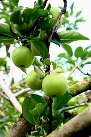 Check spelling or type a new query. Apel Manalagi Wikipedia Bahasa Indonesia Ensiklopedia Bebas