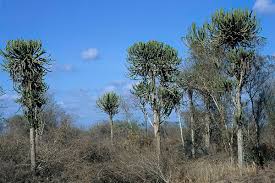 Image result for Euphorbia confinalis