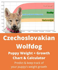 If you need help finding a puppy or if you are a breeder with puppies, please feel free to contact us. Czechoslovakian Wolfdog Weight Growth Chart 2021 How Heavy Will My Czechoslovakian Wolfdog Weigh The Goody Pet
