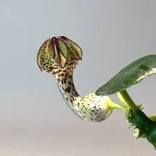 Image result for Ceropegia haygarthii