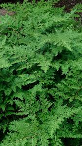 Image result for Selaginella vogelii