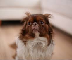 Most dogs with gi obstruction have a painful abdomen … often very painful. 15 Signs Of An Upset Stomach In Dogs Pethelpful