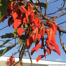Image result for Erythrina falcata