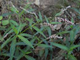 Image result for Persicaria decipiens