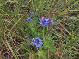 Image result for Pentanisia prunelloides