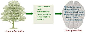 Azadirachta indica is a tree in the mahogany family meliaceae. Potential Benefits Of Phytochemicals From Azadirachta Indica Against Neurological Disorders Sciencedirect