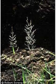 Image result for Agrostis pilgeriana