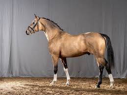 46 cm große puppen lieferumfang und maße: Dreiklang S Higlight At Deutsches Reitpony Hengst Buckskin