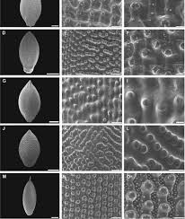 Image result for Urochloa clavipila