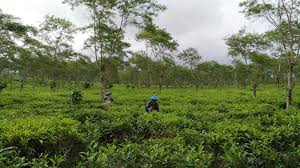 Kawasan agrowisata kebun teh ini cocok buat kamu yang membutuhkan tempat santai dan sejuk untuk menghilangkan penat. Kebun Teh Wonosari Lawang Wisata Agro Perkebunan Teh Pertama Di Malang Aura Biru