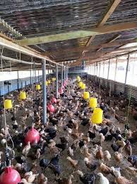 Ayam kampung merupakan salah satu jenis ternak unggas yang telah memasyarakat dan tersebar di seluruh pelosok nusantara. Persatuan Penternak Ayam Kampung Kedah Home Facebook