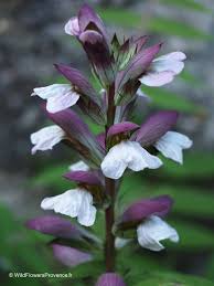 Image result for Acanthus