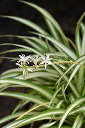 Image result for Chlorophytum zingiberastrum