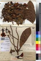 Image result for Berlinia grandiflora