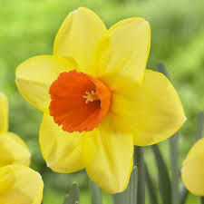Narcissus Large Cupped Red Devon Daffodil Bulbs Daffodils Narcissus