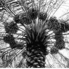 Palm tree fruit at seashore. Date Palm Tree With Fruit Bunches At Peak Production Download Scientific Diagram