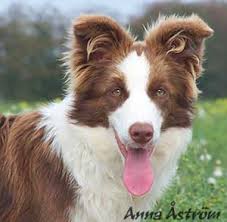 Wormed and flead up to date, mother. 45 Border Collie Brown Puppy L2sanpiero