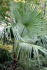 Image result for Digitaria thouaresiana