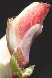 Image result for Aeschynomene cristata