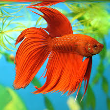 Fun Facts And Helpful Tips About Betta Fish Best Aquarium Fish Aquarium Fish Betta Fish Tank