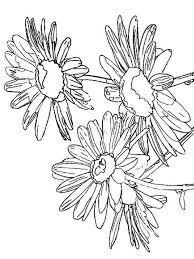 Massive hybridization has produced thousands of fabulous daylily varieties. Daisy Flower Coloring Pages Download And Print Daisy Flower Coloring Pages