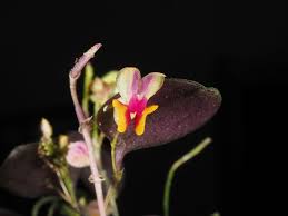 Image result for Summerhayesia zambesiaca