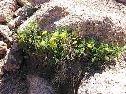 Image result for Xerophyta humilis