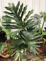 pin by boss lan on 雨林植物 plants