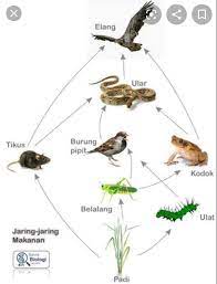 Gambarkan Dalam Bentuk Bagan Jaring Jaring Makanan Pada Ekosistem Hutan Brainly Co Id