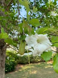 Image result for Dolichandrone alba