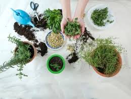 If you are a new to indoor vegetable gardening, then read on, because this guide will help you grow the best vegetables, right from your own countertops, windowsills, sun decks and fabric pots!. The Easiest Herbs And Vegetables To Grow Indoors Food Network